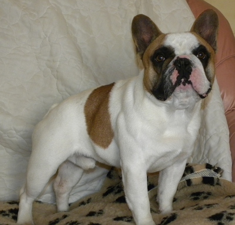 Filou du Clos des Memente
