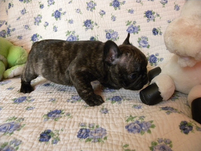 du Clos des Memente - Bouledogue français - Portée née le 26/02/2012